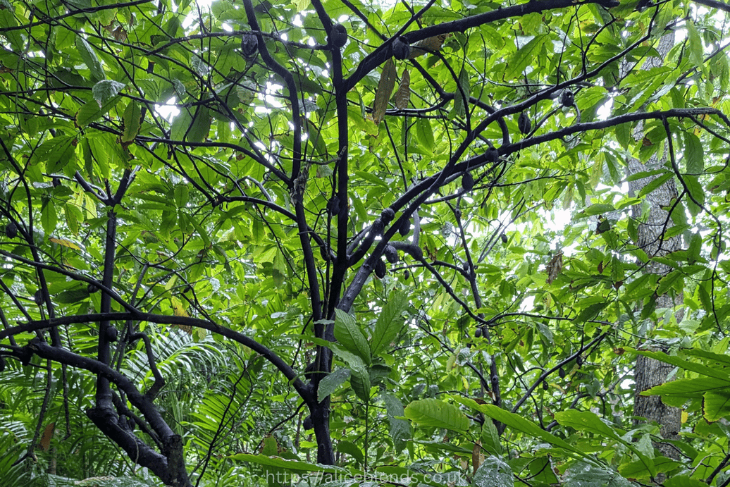 What do you know about Cacao Husk?